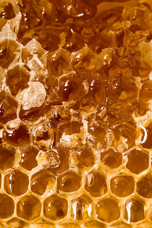 Wild Honey